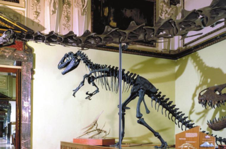 Dinosaurier Knochen ausgestellt im Naturhistorischen Museum