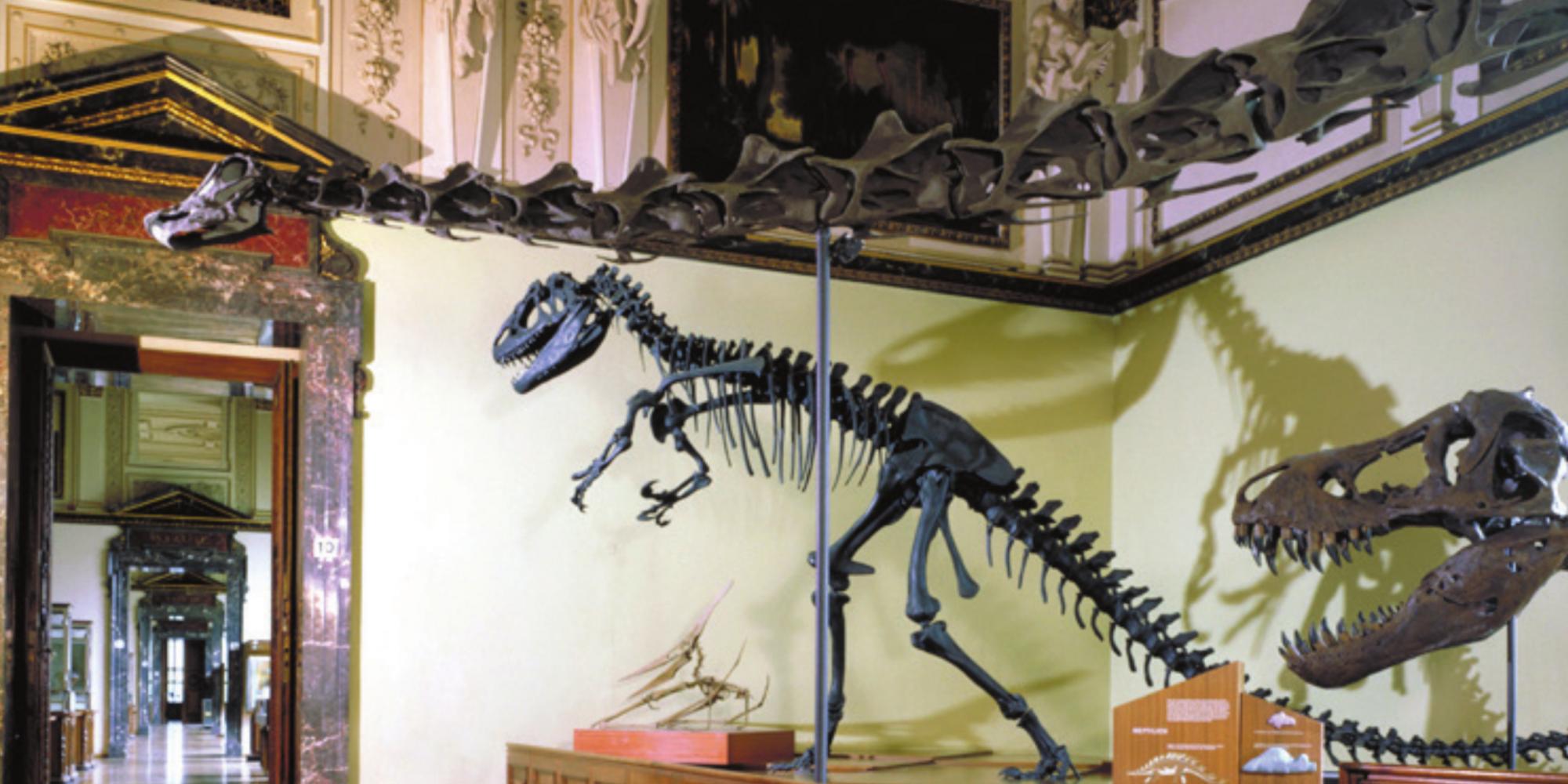 Dinosaurier Knochen ausgestellt im Naturhistorischen Museum